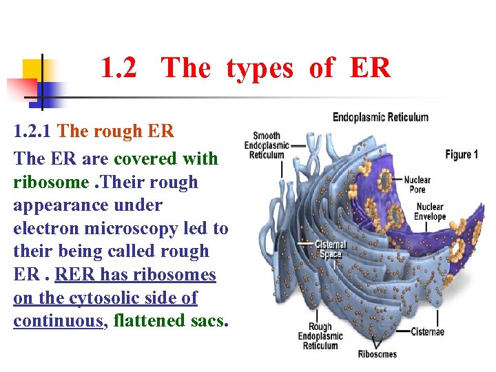 1. 2 The types of ER 1. 2. 1 The rough ER The ER