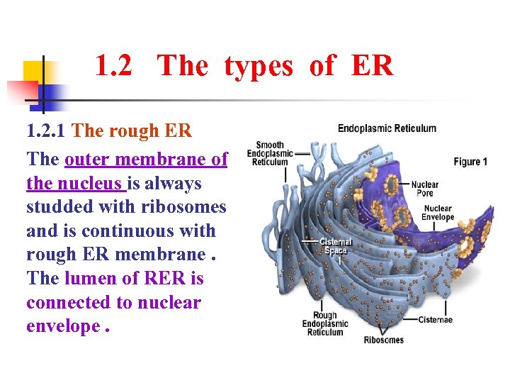 1. 2 The types of ER 1. 2. 1 The rough ER The outer