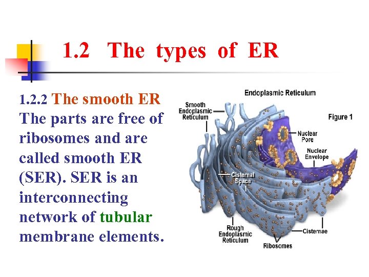 1. 2 The types of ER 1. 2. 2 The smooth ER The parts