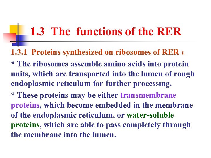 1. 3 The functions of the RER 1. 3. 1 Proteins synthesized on ribosomes