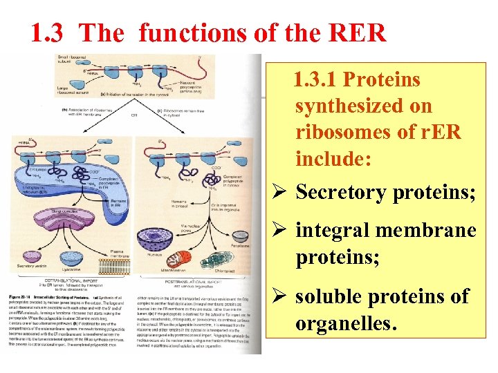 1. 3 The functions of the RER 1. 3. 1 Proteins synthesized on ribosomes