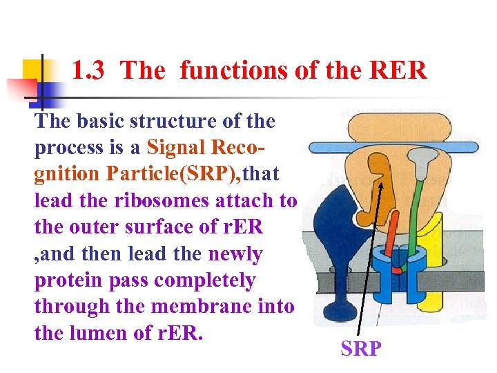 1. 3 The functions of the RER The basic structure of the process is