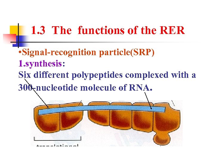 1. 3 The functions of the RER • Signal-recognition particle(SRP) 1. synthesis: Six different