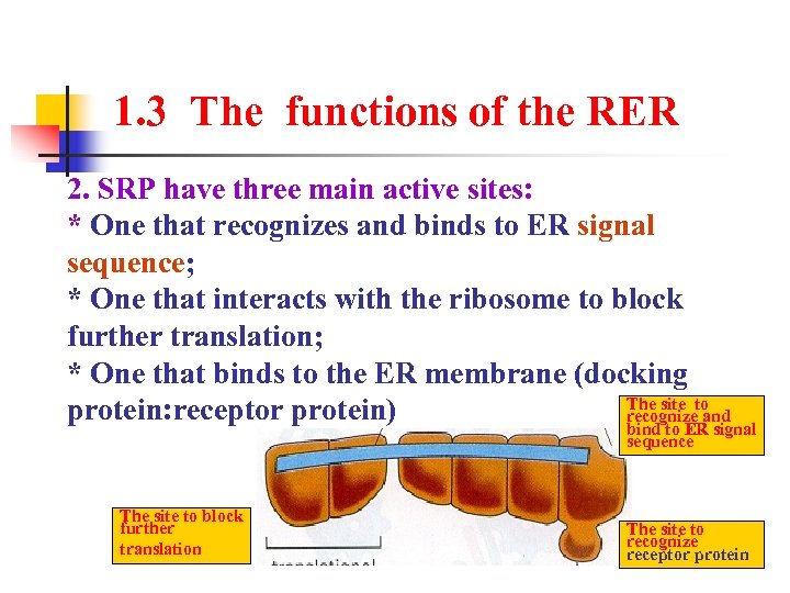 1. 3 The functions of the RER 2. SRP have three main active sites: