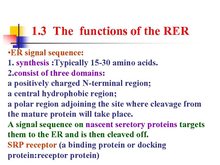 1. 3 The functions of the RER • ER signal sequence: 1. synthesis :