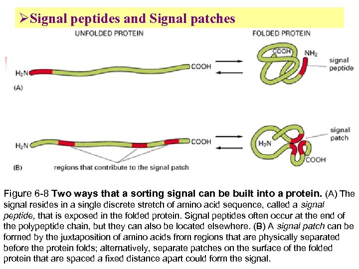 ØSignal peptides and Signal patches Figure 6 -8 Two ways that a sorting signal