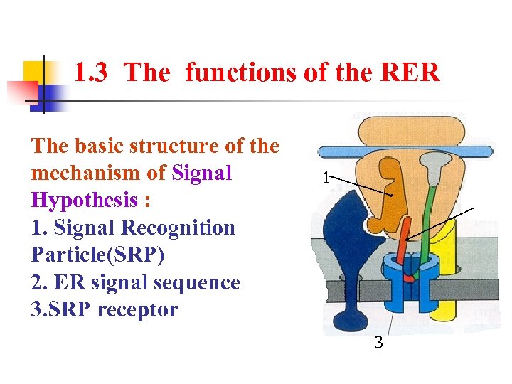 1. 3 The functions of the RER The basic structure of the mechanism of