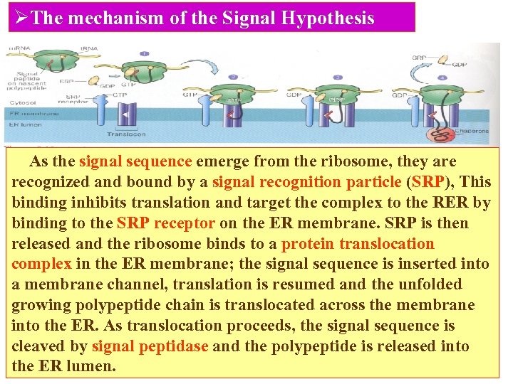 ØThe mechanism of the Signal Hypothesis As the signal sequence emerge from the ribosome,