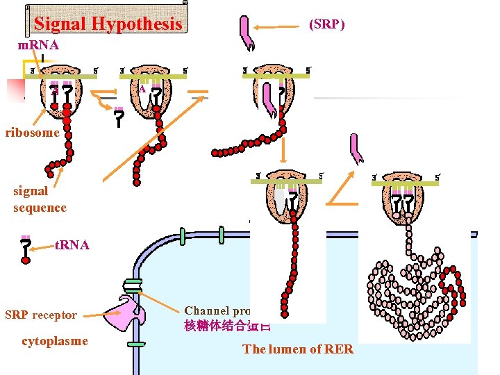 Signal Hypothesis (SRP) m. RNA AP A ribosome signal sequence t. RNA SRP receptor