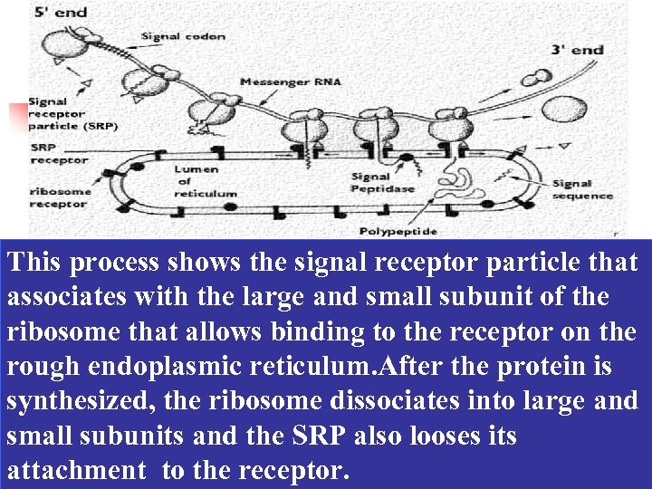 This process shows the signal receptor particle that associates with the large and small