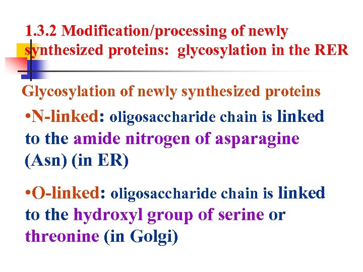 1. 3. 2 Modification/processing of newly synthesized proteins: glycosylation in the RER Glycosylation of