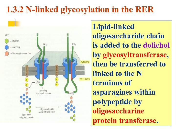 1. 3. 2 N-linked glycosylation in the RER Lipid-linked oligosaccharide chain is added to