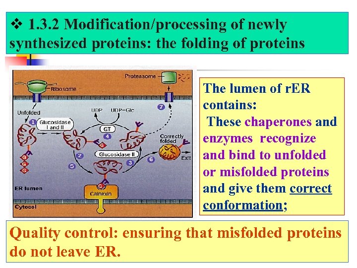  1. 3. 2 Modification/processing of newly synthesized proteins: the folding of proteins The