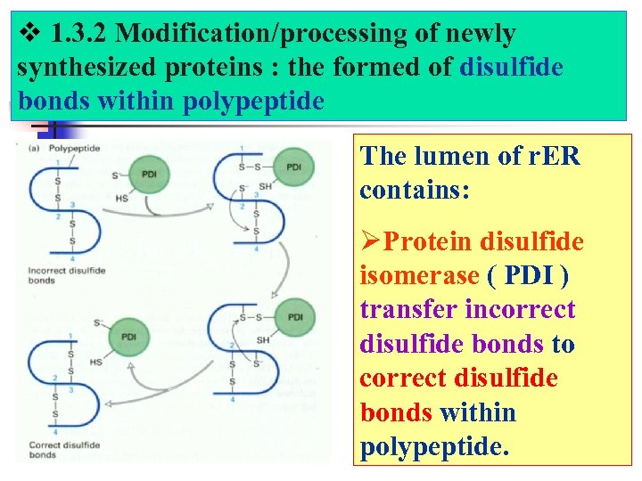  1. 3. 2 Modification/processing of newly synthesized proteins : the formed of disulfide