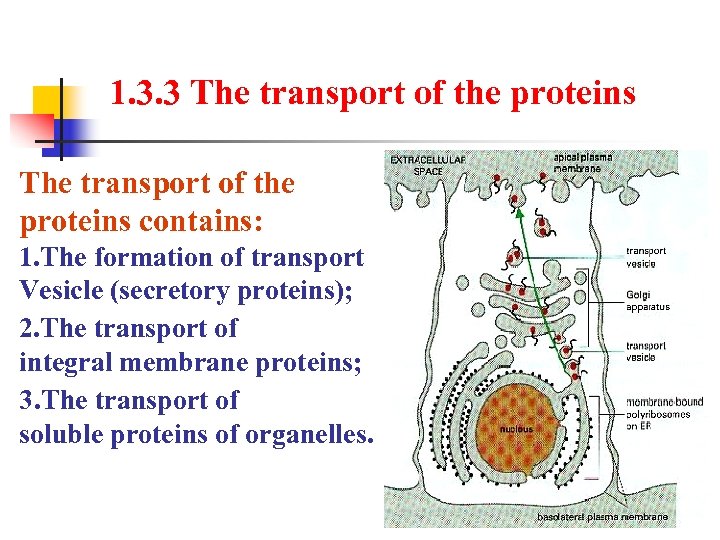 1. 3. 3 The transport of the proteins contains: 1. The formation of transport