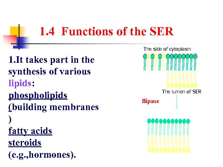 1. 4 Functions of the SER The side of cytoplasm 1. It takes part