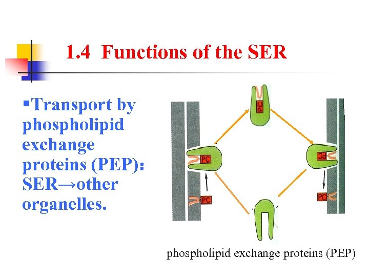 1. 4 Functions of the SER §Transport by phospholipid exchange proteins (PEP)： SER→other organelles.