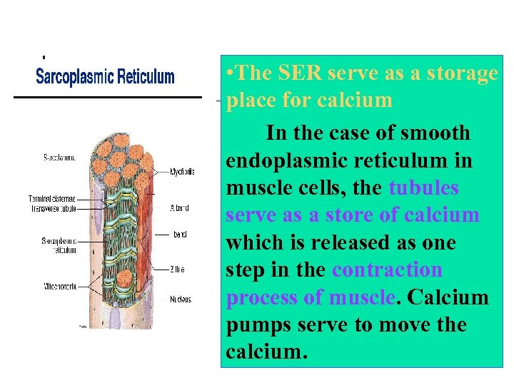  • The SER serve as a storage place for calcium In the case