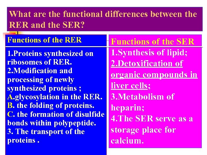 What are the functional differences between the RER and the SER? Functions of the