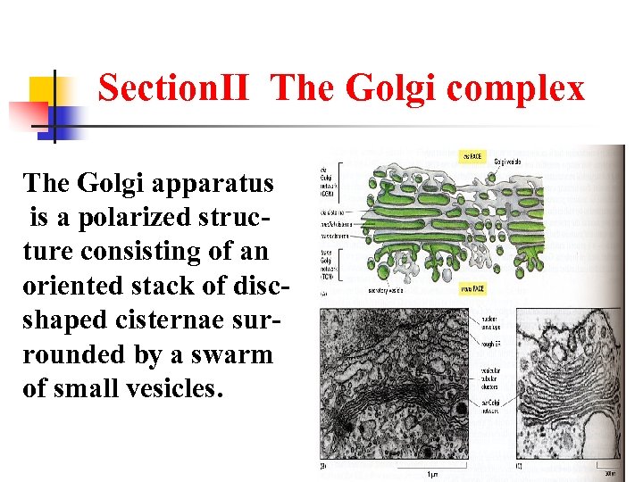 SectionⅡ The Golgi complex The Golgi apparatus is a polarized structure consisting of an