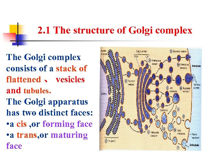 2. 1 The structure of Golgi complex The Golgi complex consists of a stack