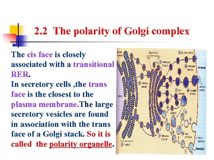 2. 2 The polarity of Golgi complex The cis face is closely associated with