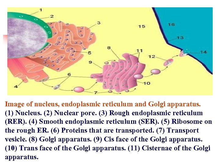 Image of nucleus, endoplasmic reticulum and Golgi apparatus. (1) Nucleus. (2) Nuclear pore. (3)