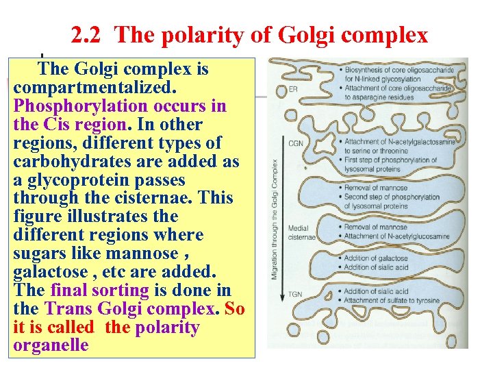 2. 2 The polarity of Golgi complex The Golgi complex is compartmentalized. Phosphorylation occurs