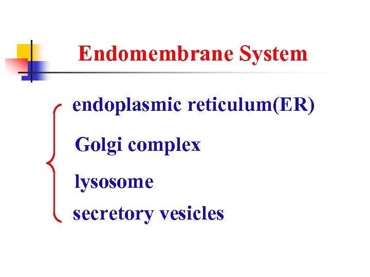 Endomembrane System endoplasmic reticulum(ER) Golgi complex lysosome secretory vesicles 