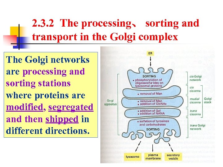 2. 3. 2 The processing、 sorting and transport in the Golgi complex The Golgi