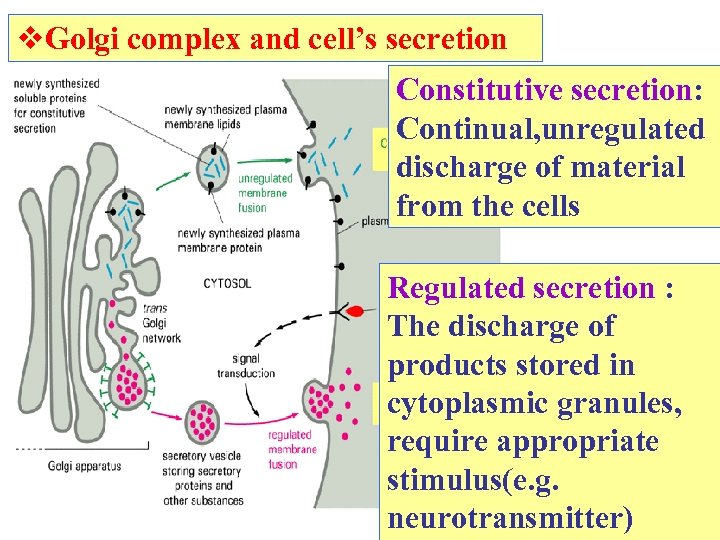  Golgi complex and cell’s secretion Constitutive secretion: Continual, unregulated discharge of material from