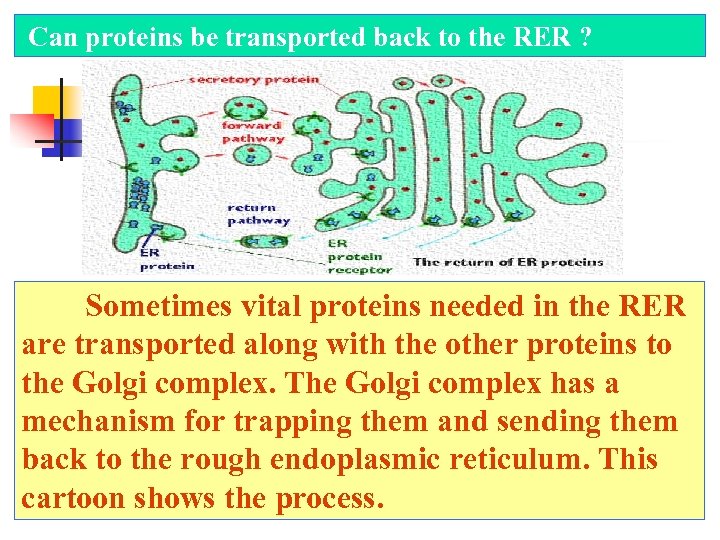  Can proteins be transported back to the RER ? Sometimes vital proteins needed