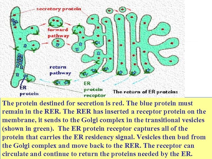 The protein destined for secretion is red. The blue protein must remain in the