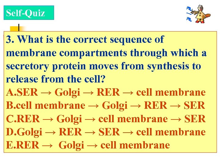 Self-Quiz 3. What is the correct sequence of membrane compartments through which a secretory