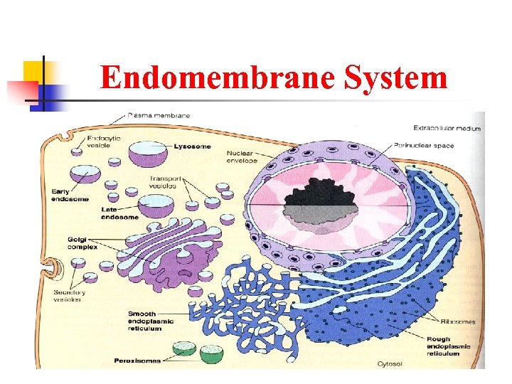 Endomembrane System 