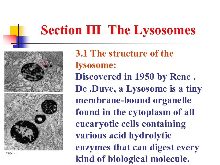 Section Ⅲ The Lysosomes 3. 1 The structure of the lysosome: Discovered in 1950