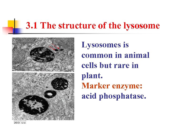 3. 1 The structure of the lysosome Lysosomes is common in animal cells but