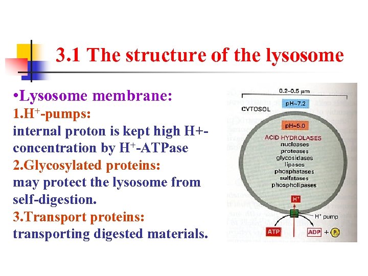 3. 1 The structure of the lysosome • Lysosome membrane: 1. H+-pumps: internal proton