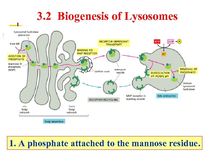 3. 2 Biogenesis of Lysosomes 1. A phosphate attached to the mannose residue. 