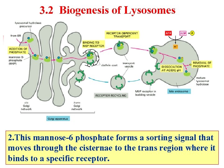 3. 2 Biogenesis of Lysosomes 2. This mannose-6 phosphate forms a sorting signal that