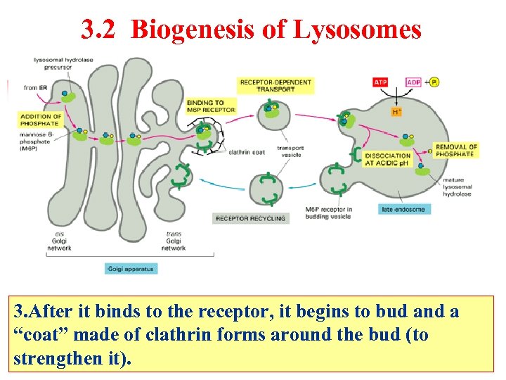 3. 2 Biogenesis of Lysosomes 3. After it binds to the receptor, it begins