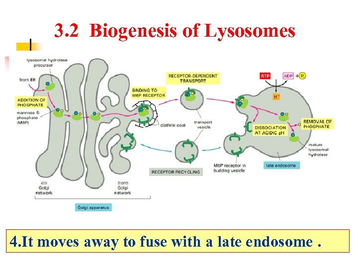 3. 2 Biogenesis of Lysosomes 4. It moves away to fuse with a late