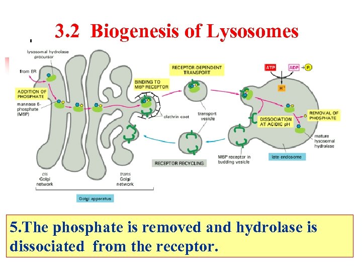 3. 2 Biogenesis of Lysosomes 5. The phosphate is removed and hydrolase is dissociated