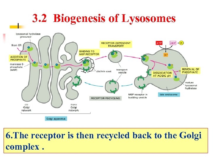 3. 2 Biogenesis of Lysosomes 6. The receptor is then recycled back to the