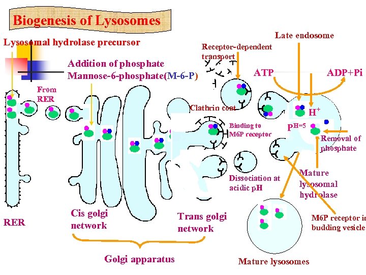 Biogenesis of Lysosomes Late endosome Lysosomal hydrolase precursor Addition of phosphate Mannose-6 -phosphate(M-6 -P)