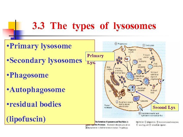 3. 3 The types of lysosomes • Primary lysosome • Secondary lysosomes Primary Lys.