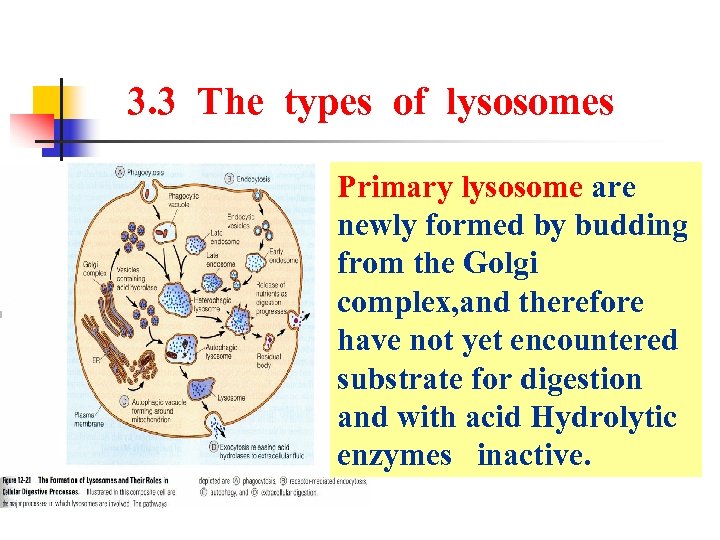 3. 3 The types of lysosomes Primary lysosome are newly formed by budding from