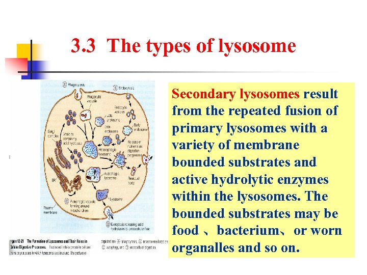 3. 3 The types of lysosome Secondary lysosomes result from the repeated fusion of