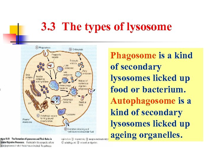 3. 3 The types of lysosome Phagosome is a kind of secondary lysosomes licked