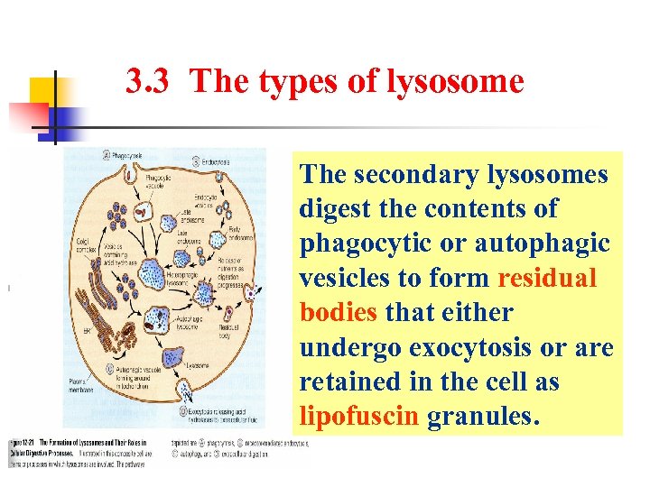 3. 3 The types of lysosome The secondary lysosomes digest the contents of phagocytic